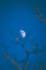枝に月
