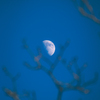 枝に月