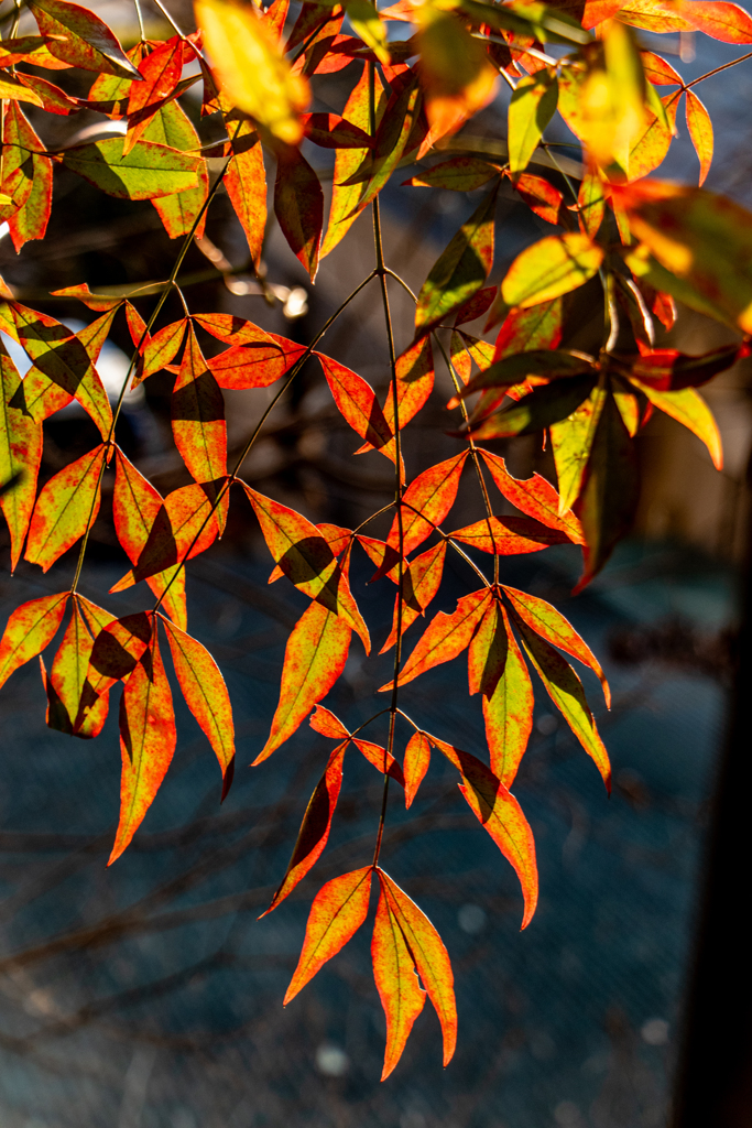 陽光に透けて