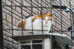 黙って立ち去られよ