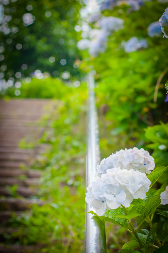 雨上がりと欄干と紫陽花