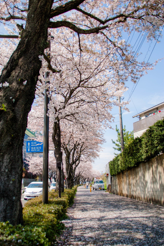 はだの桜みち-1