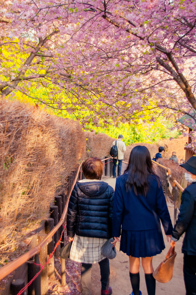 桜の散歩道