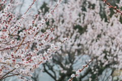 やっと八分咲き