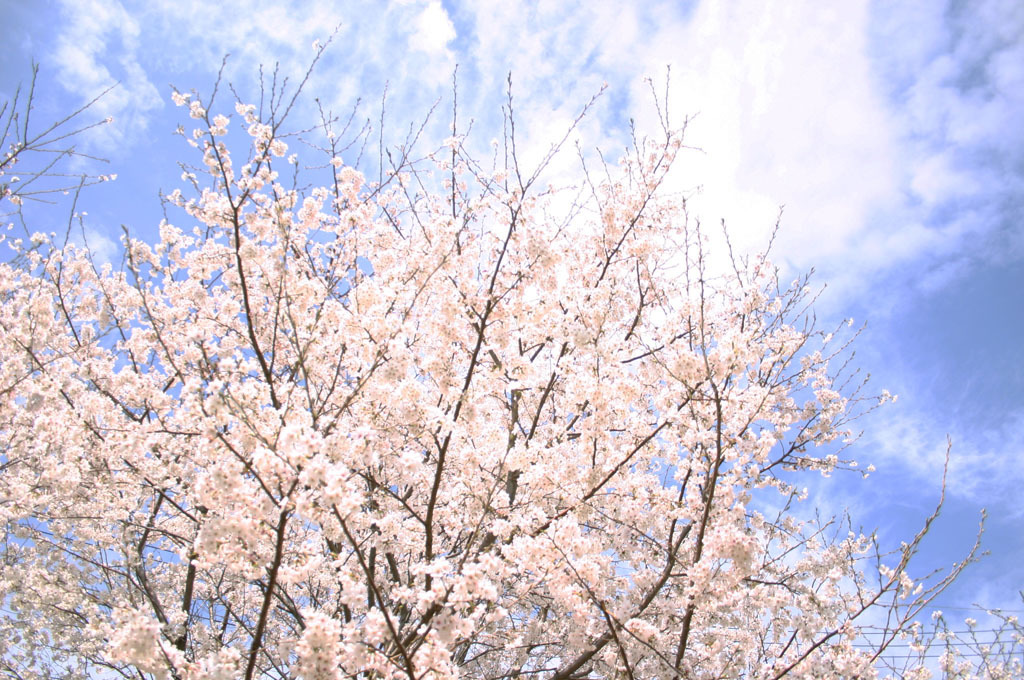 そよ風に　ゆらゆら揺れる　桜色