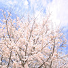 そよ風に　ゆらゆら揺れる　桜色