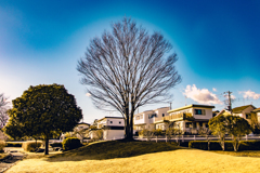 春待つ槻の冬ごもり