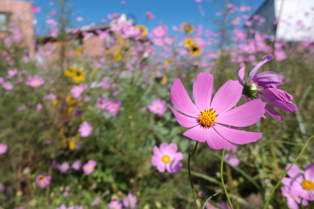 Cosmos