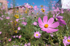 Cosmos