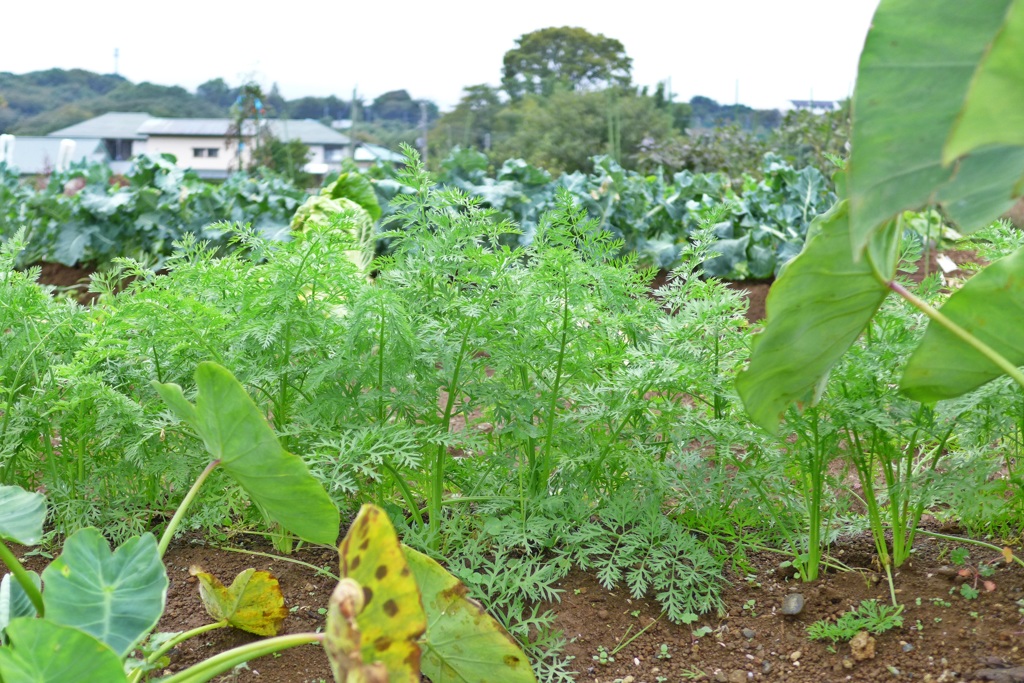 人参の森