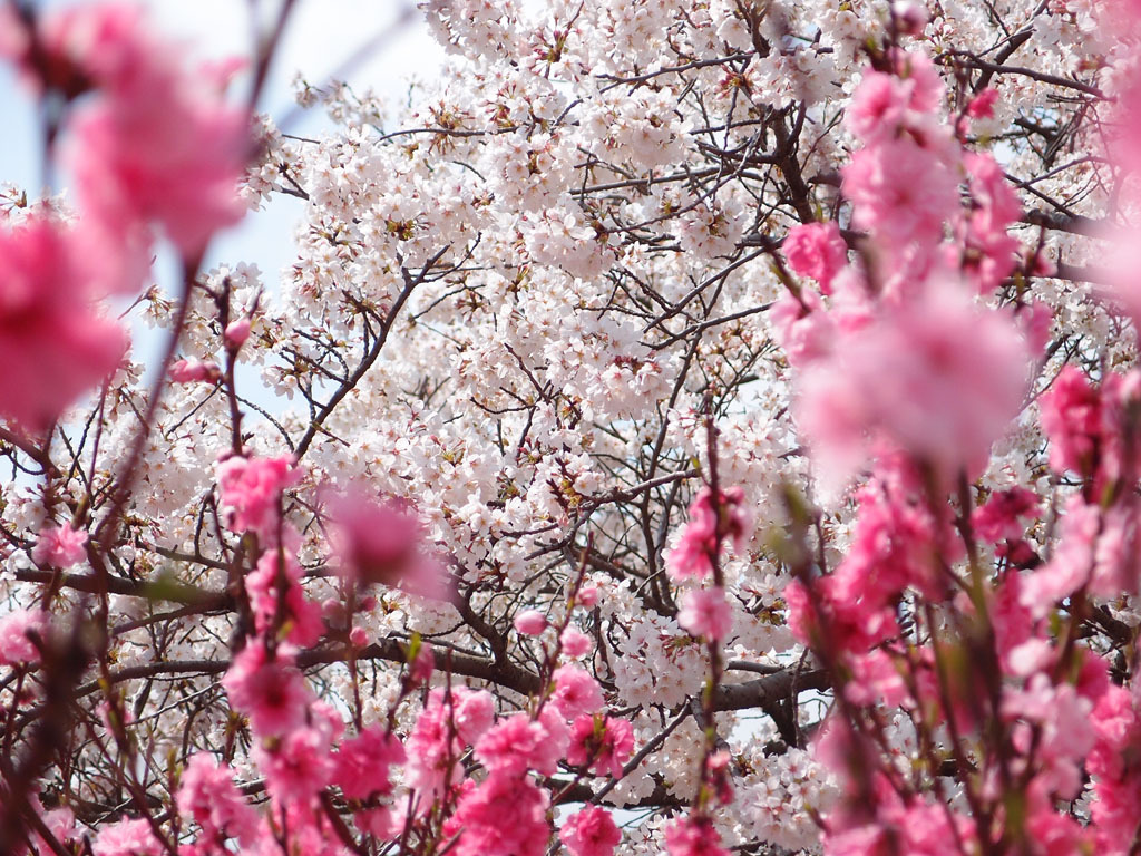 前ボケに挑戦。