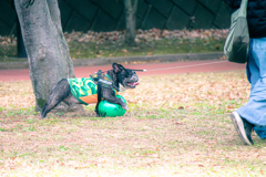 ご主人、ワシもう動きたくないぞ