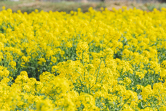 私が主役、あとはモブ