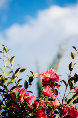 冬空と山茶花