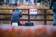 野鳥撮影のパイセン