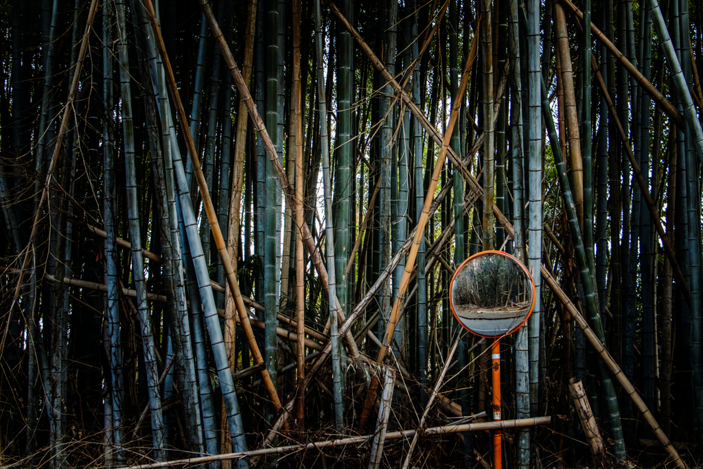 打ち捨てられた竹林