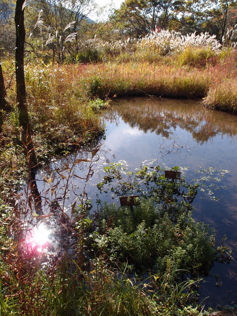 湿性花園の沼地