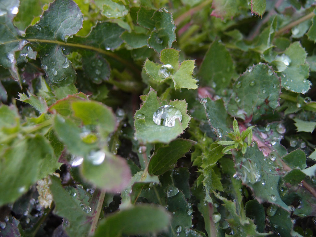 曇り雨　やっと青空　桜散り。