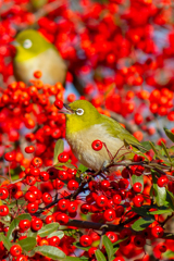 やめられない、とまらない