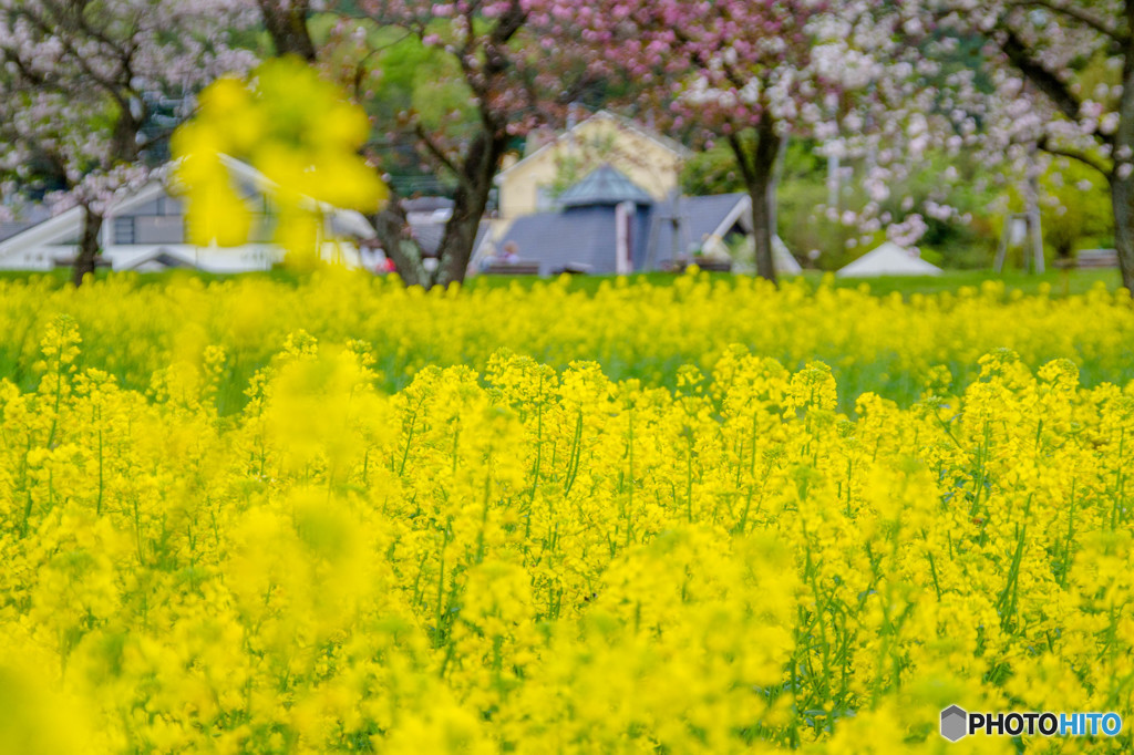 菜の花畑はまだ健在