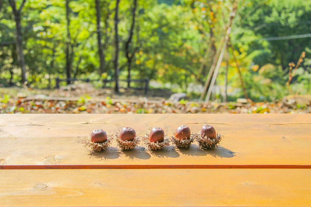 クヌギの実①