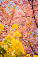 菜の花と桜と青空のコントラストはたまらんね