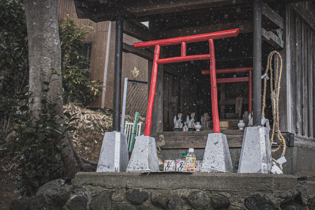 狐様 見つめる先の 細雪