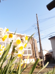 水仙と空