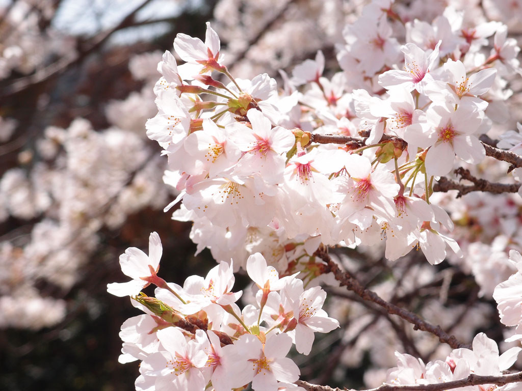 スタンダード桜