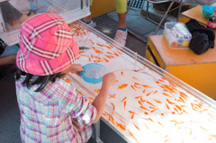 Goldfish scooping