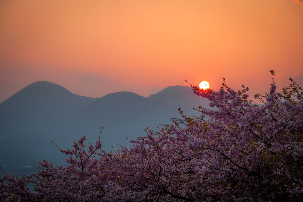 夕日が山に沈む前に桜を照らす