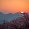 夕日が山に沈む前に桜を照らす