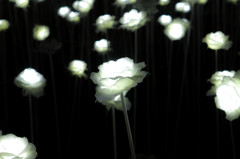 LEDのバラ