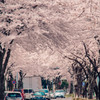 はだの桜みち02