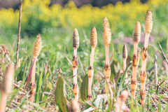 足元の春に呼び止められて
