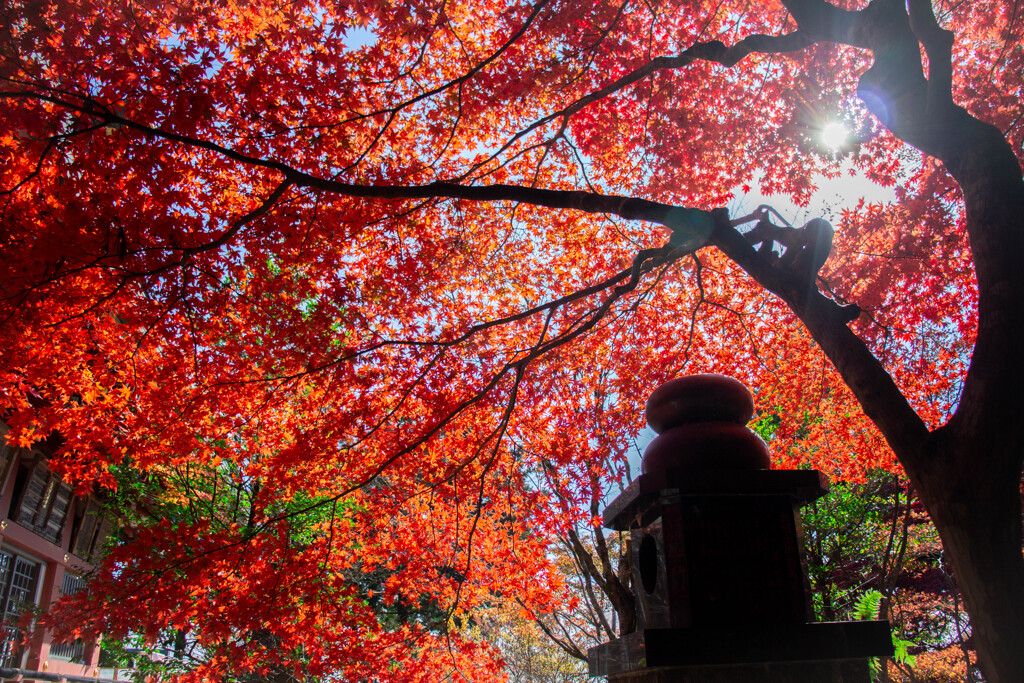 秋の日和とイロハモミジ