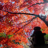 秋の日和とイロハモミジ