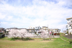 さくら日和