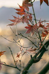 冬がはじまるよ