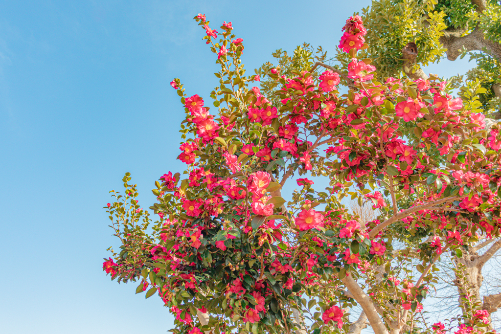 冬晴の山茶花