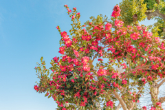 冬晴の山茶花
