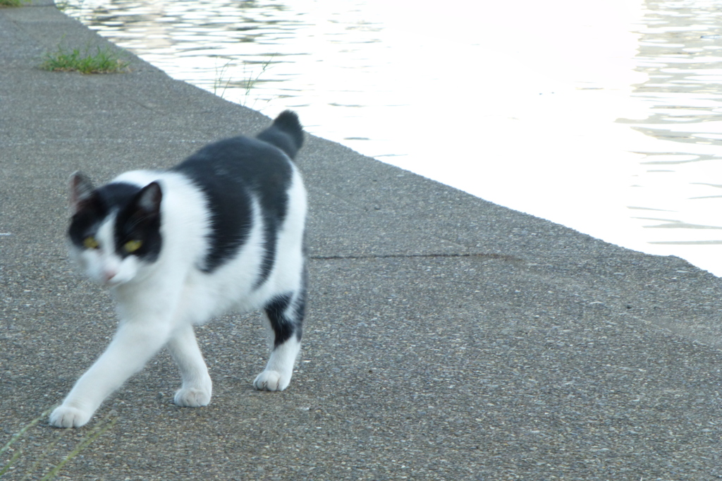 猫にガンつけられる４