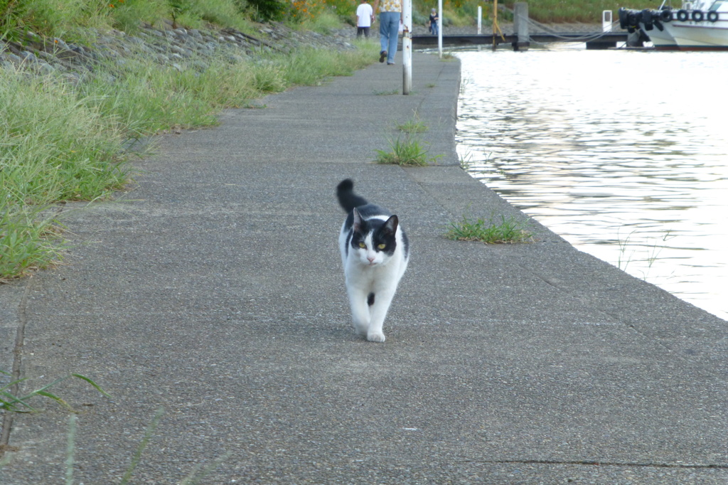 猫にガンつけられる２