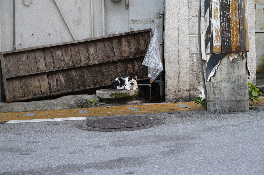 猫