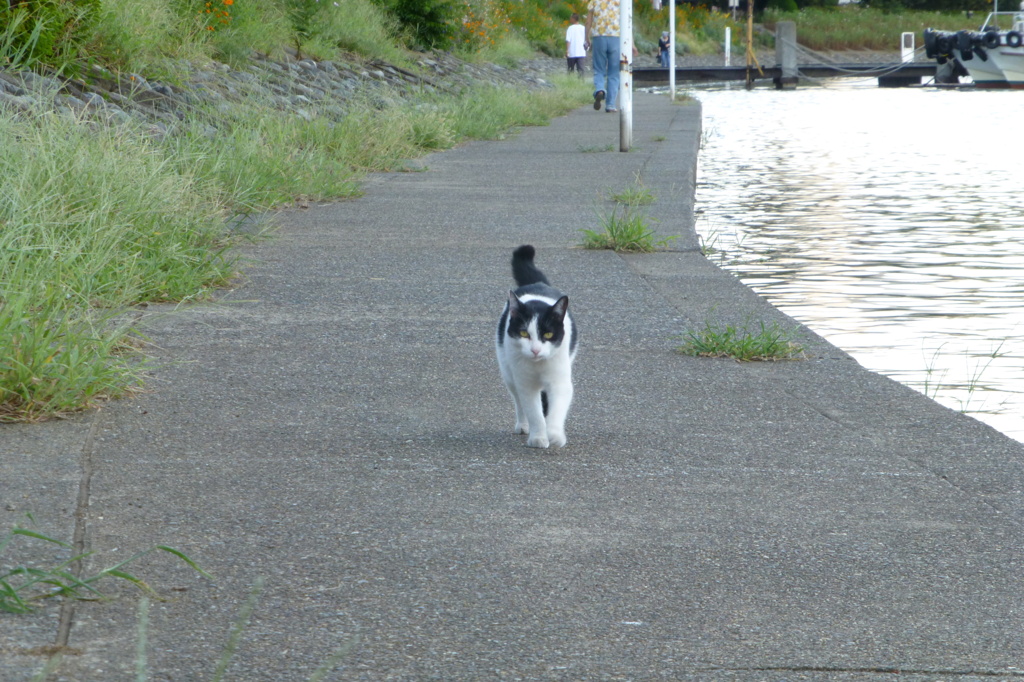 猫にガンつけられる１
