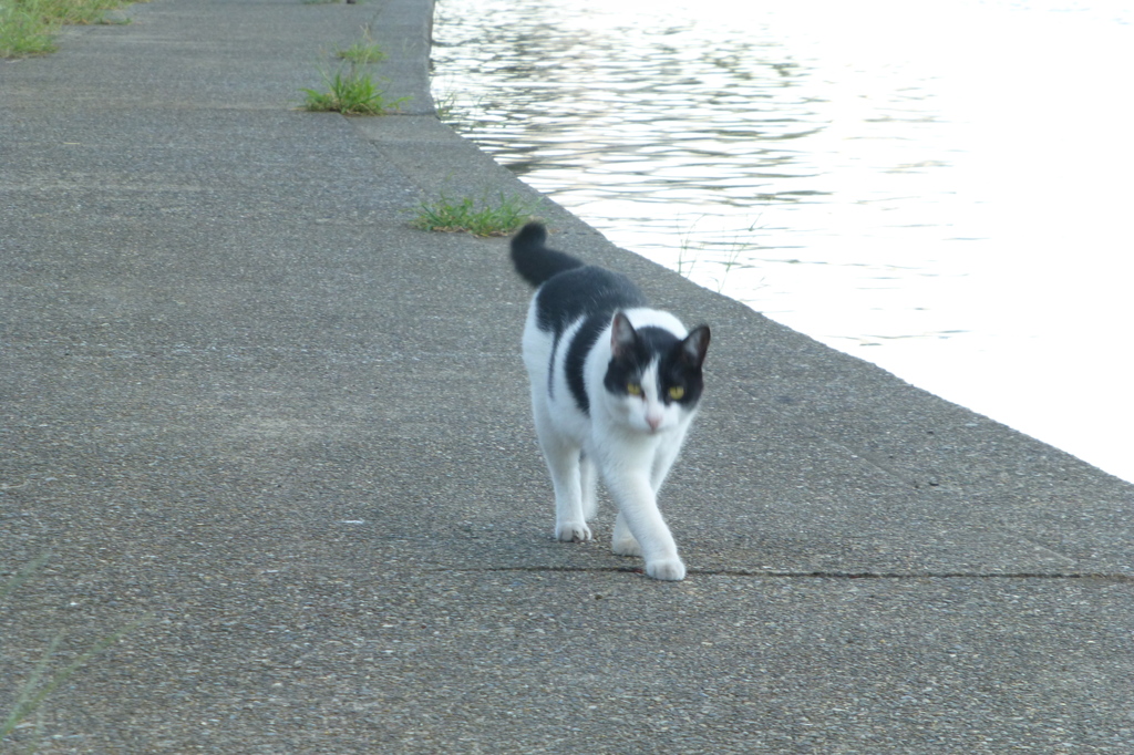 猫にガンつけられる３