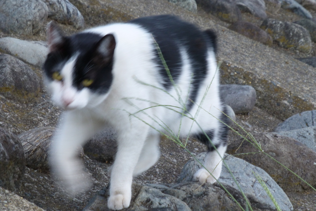 猫にガンつけられる５