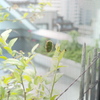 ハナムグリ