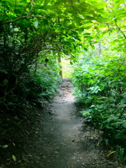 トトロトンネル