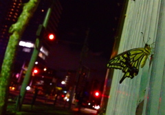 都会の蝶